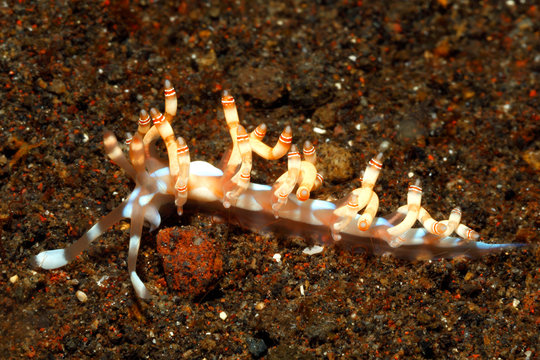 Nudibranch, Samla bilas
