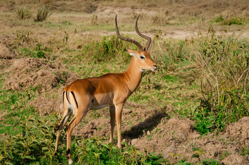 Naklejka na ściany i meble Kenya, Africa, Safari, Sunny day, antelope with beautiful horns in the meadow.