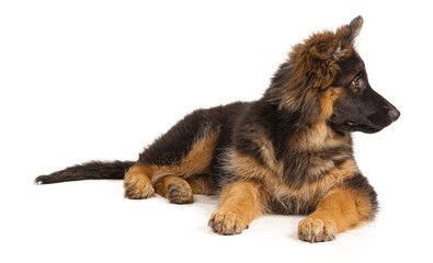 German shepherd puppy isolated on white background