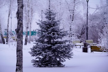 winter in city park