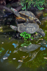 Schildkröte in Japan