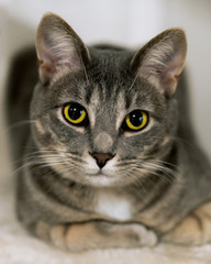 Closeup of grey cat with bright yellow eyes