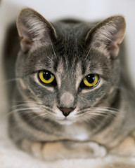 Closeup of grey cat with bright yellow eyes