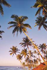 Coconut palm trees on a tropical island at sunrise, color toned picture, Sri Lanka.