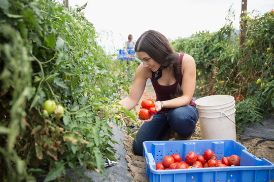 Female farmer worker harvesting tomatoes on farm
