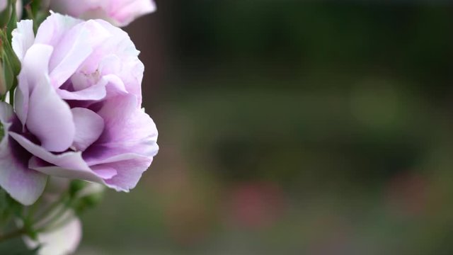 Rose bud. Beautiful rose plant in a sunny and windy day; 4K viedo
