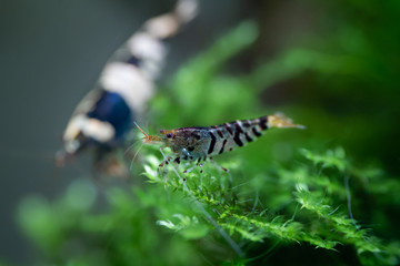 Ornamental tiger caridina shrimp posing on aquatic moss branch in freshwater home aquarium