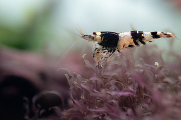 Black crystal shrimp standing on top of rare red aquatic moss Caloglossa cf. Beccarii