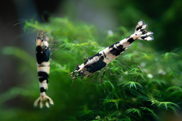 Caridina mix freshwater crystal shrimps grazing on aquatic moss in freshwater planted tank
