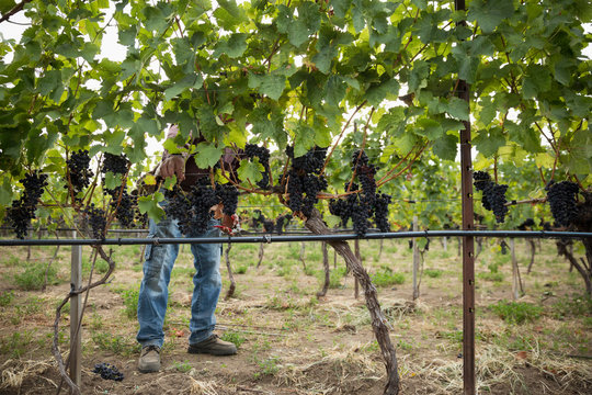 Worker checking red grape vines working in vineyard