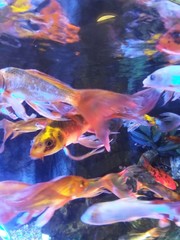 Obraz na płótnie Canvas fish swim in aquarium abstraction
