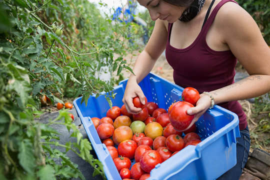 Female farmer worker harvesting tomatoes on farm