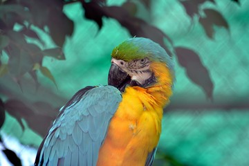 colorful parrot