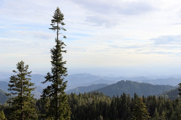 Sequoia trees on cloudy summer day in California mountains