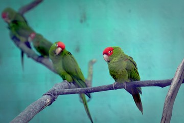 two parrots on a branch