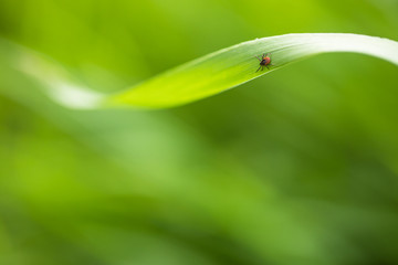 Tick (Ixodes ricinus) waiting for its victim on a grass blade - parasite potentionally carrying...
