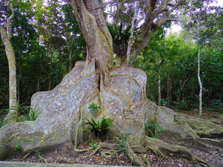 サキシマスオウノキ
