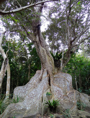 サキシマスオウノキ