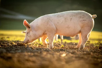 Fotobehang Varkens eten op een weiland in een biologische vleesboerderij © lightpoet