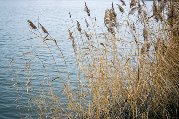 reeds on the bank