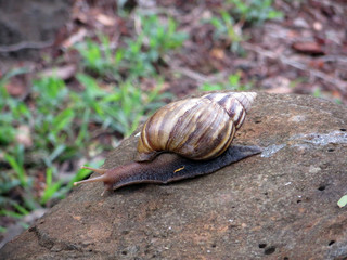 snail on a white stone overgrown with moss