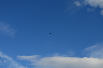 sunshine behind the clouds and a bird in the sky