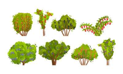 Garden Fruit Trees and Berry Bushes Vector Set