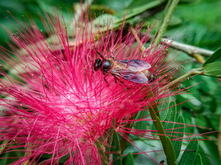 bee on flower