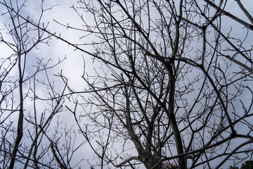 Dead tree