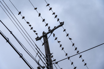 Telegraph pole and birds