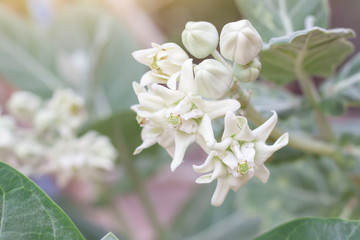 White Crown flowers or Calotropis Giantea with sunlight in the garden on blur nature background.