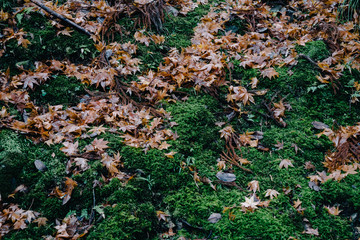 Autumn leaves
