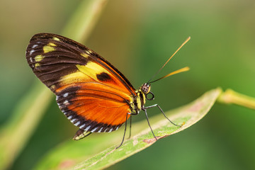 Fototapeta na wymiar Tiger Heliconian - Heliconius ismenius, beautiful colored brushfoot butterfly from Central and South American meadows, Ecuador.