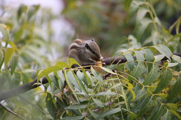 squirrel sit on the sprig