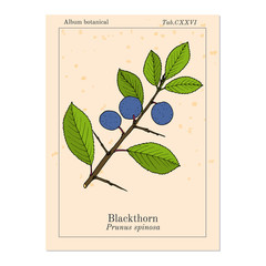 Blackthorn Prunus spinosa , or sloe, edible and medicinal plant