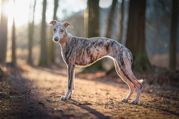 junge hübsche Whippet Hündin im lichtdurchfluteten Wald,