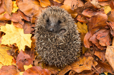 Hedgehog in autumn, wild, free roaming hedgehog, taken from within a wildlife hide to monitor the health and population of this favourite but declining mammal, copy space