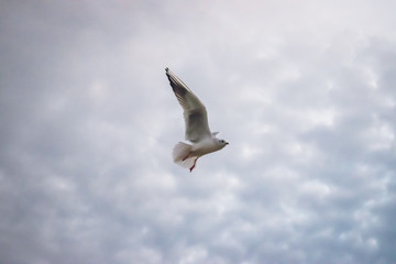 seagull in flight