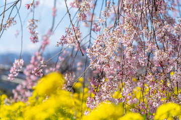 枝垂れ桜の花	