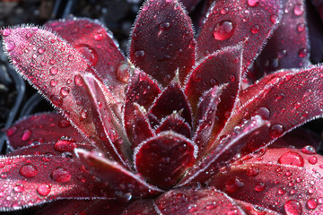 Rote Sempervivum - Hauswurz Pflanze mit Regentropfen im Steingarten Detail