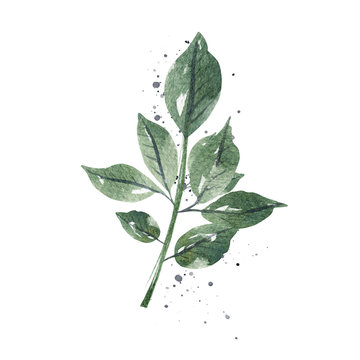 Hand Drawn watercolor illustration.Watercolor green branch.Isolated on a white background.
