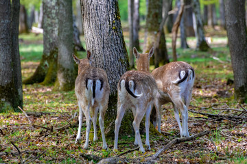 group of fallow deer