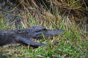 Alligator in Everglades National Park, Florida