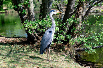 grey heron