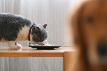 British shorthair cat is eating