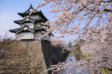 弘前城の桜