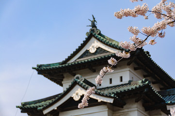 Obraz premium 弘前城と満開の桜 – 青森・日本を代表する桜の名所