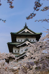 弘前城の桜