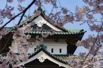 弘前城の桜