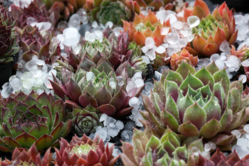 Sempervivum - Hauswurz Pflanzen mit Hagelkörnern im Steingarten bei Wintereinbruch
